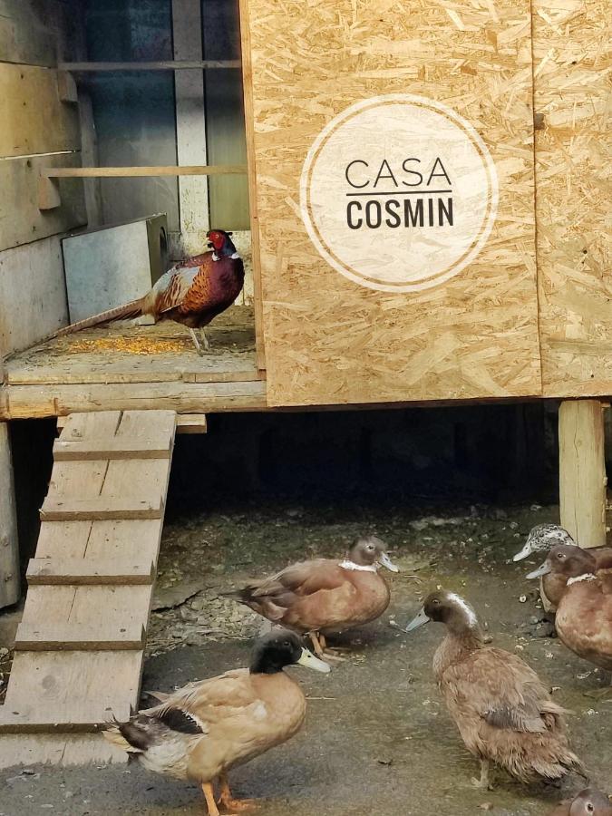 Casa Cosmin Cincu酒店 外观 照片